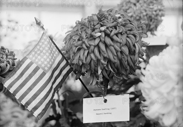 Department of Agriculture Chrysanthemum Show, 1917. Creator: Harris & Ewing.