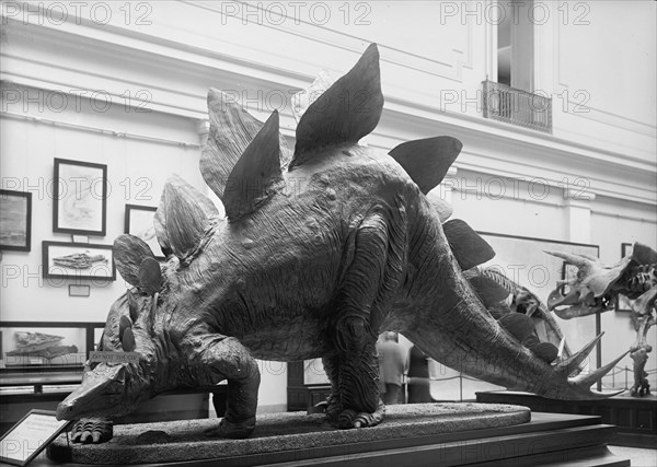 Dinosaur - Mounted Specimen in Smithsonian, 1917. Creator: Harris & Ewing.