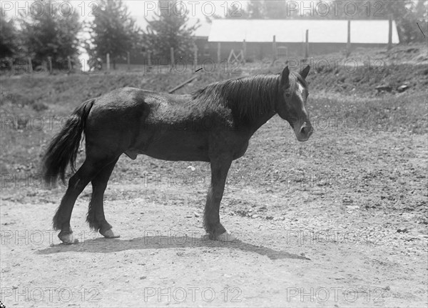 Rodney, Army Horse in Cuban War, Retired at Fort Myer, 1916. Creator: Harris & Ewing.
