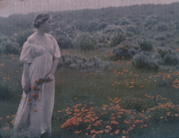 Helen MacGowan Cooke picking California golden poppies in a field, between 1906 and 1911. Creator: Arnold Genthe.