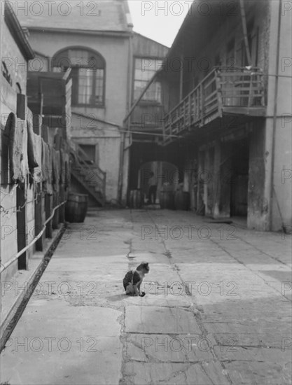 Courtyard with a cat, New Orleans, between 1920 and 1926. Creator: Arnold Genthe.