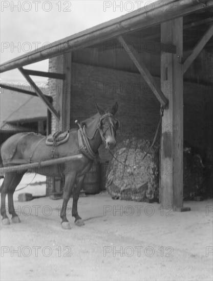 Mule harnessed to a wagon, New Orleans, between 1920 and 1926. Creator: Arnold Genthe.