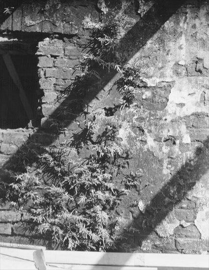 Ferns growing in a wall, New Orleans or Charleston, South Carolina, between 1920 and 1926. Creator: Arnold Genthe.