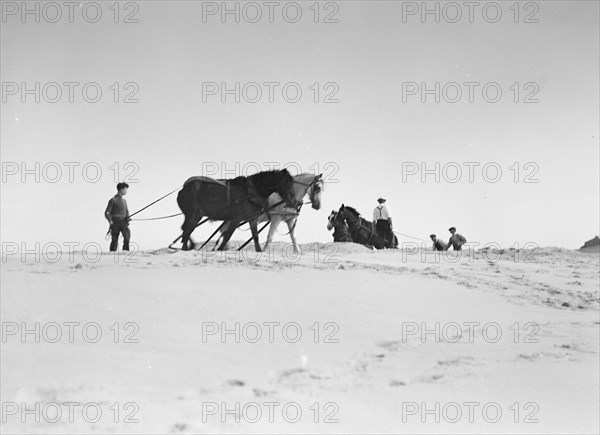 Beach scene with horses, East Hampton, Long Island, between 1933 and 1942. Creator: Arnold Genthe.