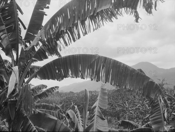 Travel views of Cuba and Guatemala, between 1899 and 1926. Creator: Arnold Genthe.