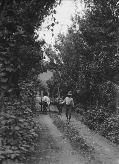 Travel views of Cuba and Guatemala, between 1899 and 1926. Creator: Arnold Genthe.