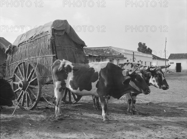 Travel views of Cuba and Guatemala, between 1899 and 1926. Creator: Arnold Genthe.