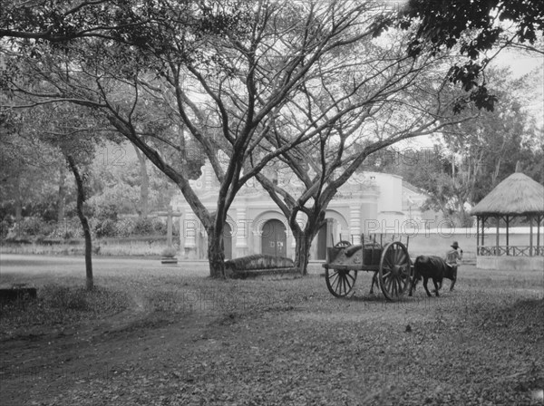 Travel views of Cuba and Guatemala, between 1899 and 1926. Creator: Arnold Genthe.