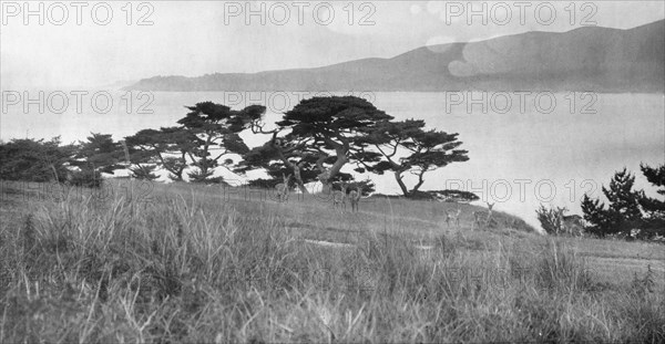 Travel views of Japan and Korea, 1908. Creator: Arnold Genthe.