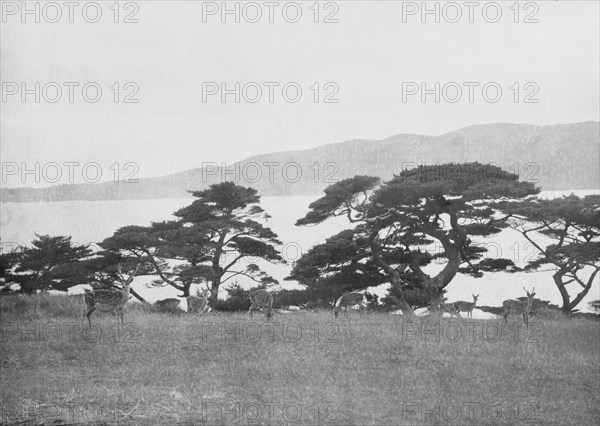 Travel views of Japan and Korea, 1908. Creator: Arnold Genthe.