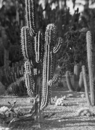 Travel views of the American Southwest, between 1899 and 1928. Creator: Arnold Genthe.