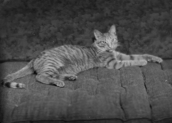 Buzzer the cat, portrait photograph, ca. 1912. Creator: Arnold Genthe.