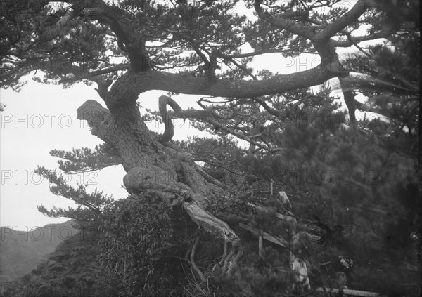 Travel views of Japan and Korea, 1908. Creator: Arnold Genthe.