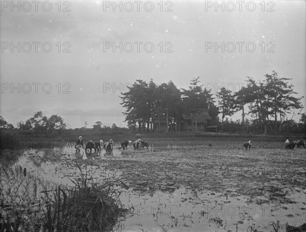 Travel views of Japan and Korea, 1908. Creator: Arnold Genthe.