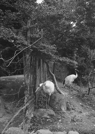 Travel views of Japan and Korea, 1908. Creator: Arnold Genthe.