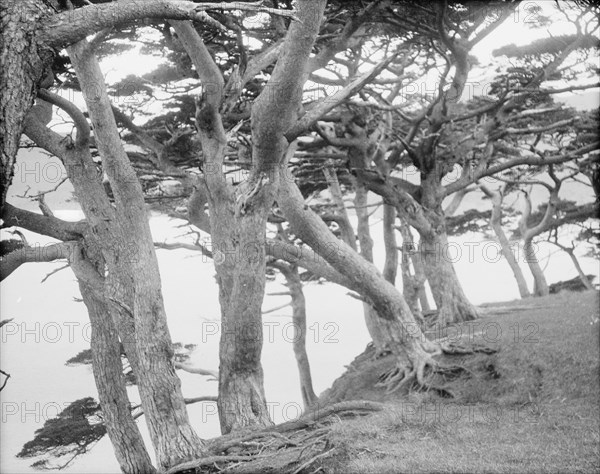 Travel views of Japan and Korea, 1908. Creator: Arnold Genthe.