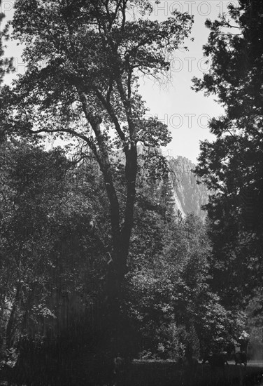 Travel views of Yosemite National Park, between 1903 and 1906. Creator: Arnold Genthe.