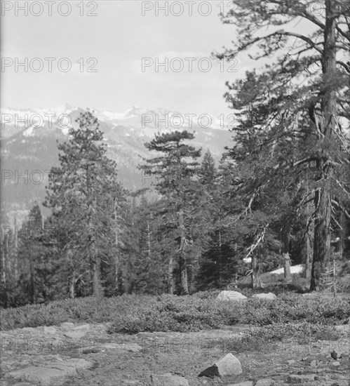 Travel views of Yosemite National Park, between 1903 and 1906. Creator: Arnold Genthe.