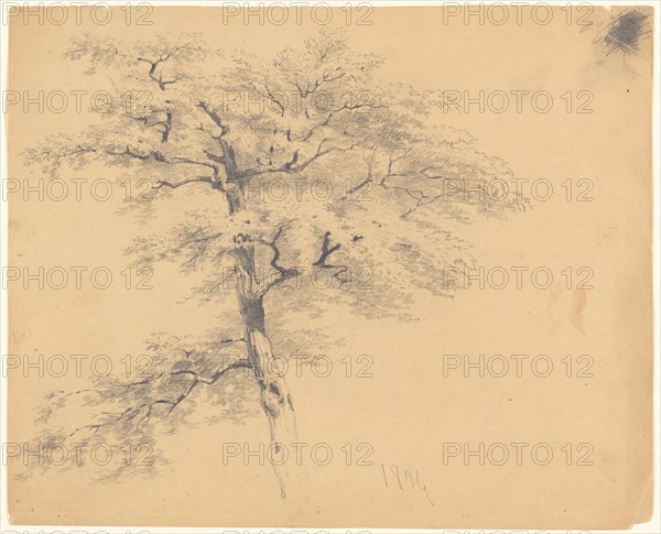Tree, 1839. Creator: James Goodwyn Clonney.