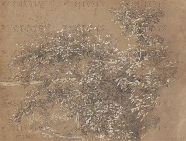 Foliage, late 19th century. Creator: William Trost Richards.