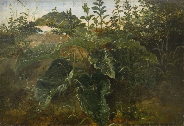 Foreground Study with Dock Leaves, 1840-1849. Creator: Dankvart Dreyer.