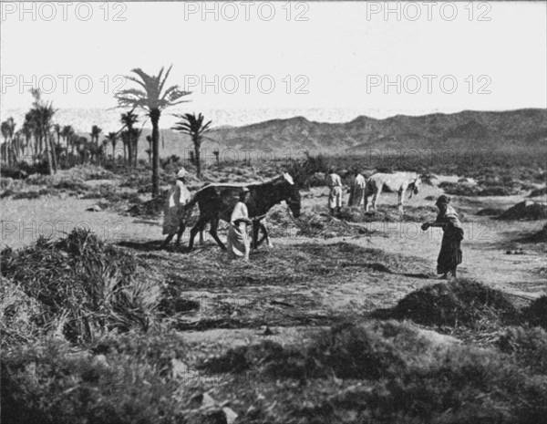 ''Battage du ble dans les Ziban; Afrique du nord', 1914. Creator: Unknown.