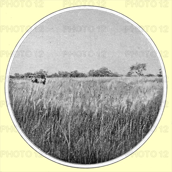 ''Paysage d'hivernage, type de savane; hautes herbes et bouquets de bois; L'Ouest Africain', 1914. Creator: Thomas.