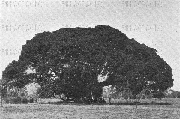 ''Cailcedrat; L'Ouest Africain', 1914. Creator: Unknown.