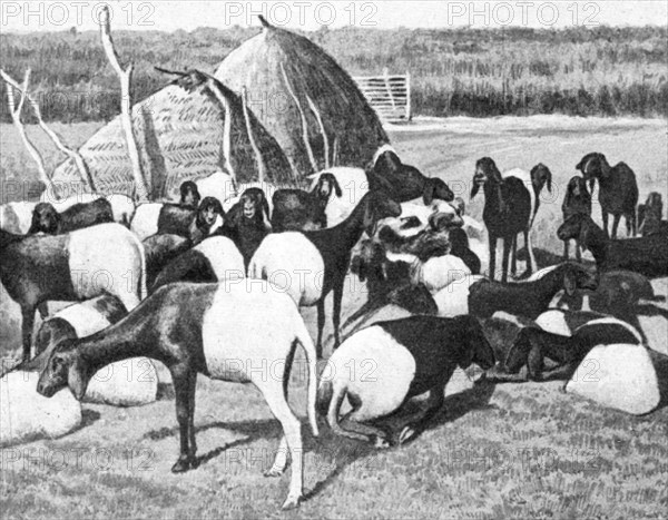 ''Moutons a poil du Sahel; L'Ouest Africain', 1914. Creator: Unknown.