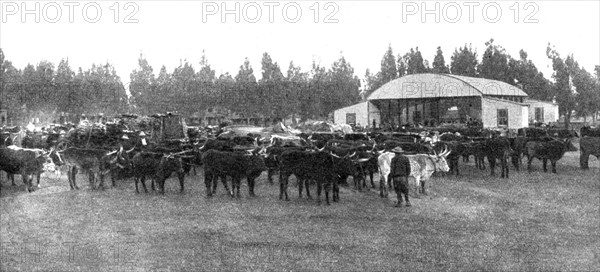 ''Un marche aux boeufs au Transvaal; Afrique Australe', 1914. Creator: Unknown.