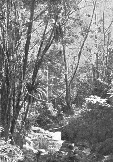 'Dans la foret de Madilo (jadis foret vierge de Madagascar); Iles Africaines de la mer..., 1914. Creator: Unknown.