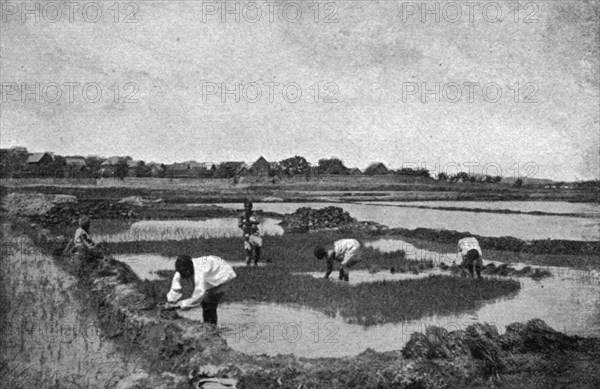 ''Une riziere a Madagascar; Iles Africaines de la mer des Indes', 1914. Creator: Unknown.