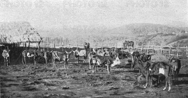 ''Un troupeau de boeufs a Madagascar; Iles Africaines de la mer des Indes', 1914. Creator: Unknown.
