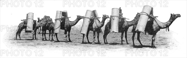 'Transport de materiaux a dos chameau dans le partie septentrionale de 'lAustralie du Sud..., 1914. Creator: Unknown.
