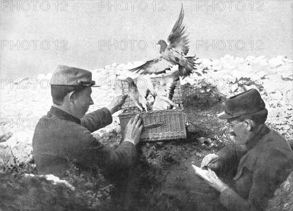 ''Precieux Auxiliaires; Un lacher de pigeons', 1915. Creator: Unknown.