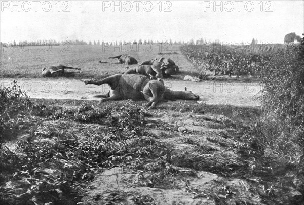 'Le Champ de Bataille; Sur le terrain du combat de Haelen, lles cadavres de chevaux', 1914 Creator: Unknown.
