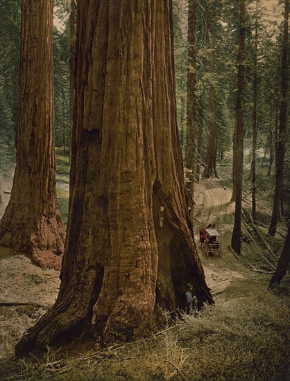 Mariposa Grove of big trees. "Three graces", ca 1900. Creator: Unknown.