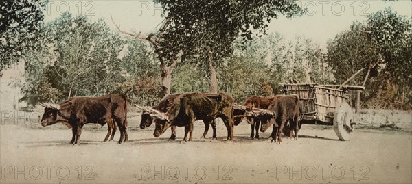 Mexican carreta, Chihuahua, between 1884 and 1900. Creator: William H. Jackson.