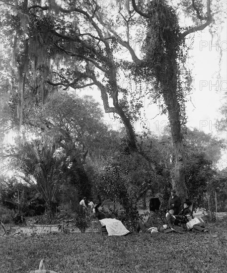 Garden near Daytona, between 1880 and 1897. Creator: William H. Jackson.