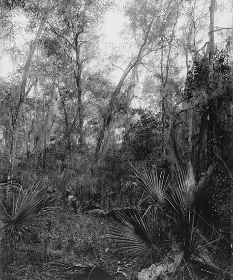 Berresford [sic] Hammock, between 1880 and 1897. Creator: William H. Jackson.