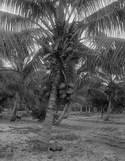 Cocoanut trees, Lake Worth, Fla., between 1880 and 1897. Creator: William H. Jackson.