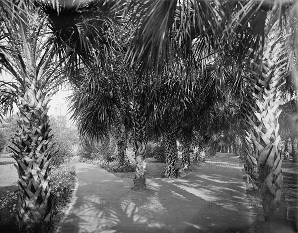 Palm Walk at Tampa Bay Hotel, Florida, c1902. Creator: William H. Jackson.