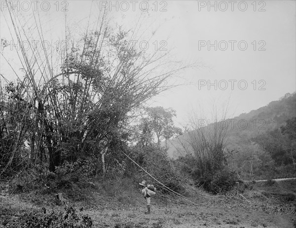 Bamboos on the Temasopa [sic], between 1880 and 1897. Creator: William H. Jackson.