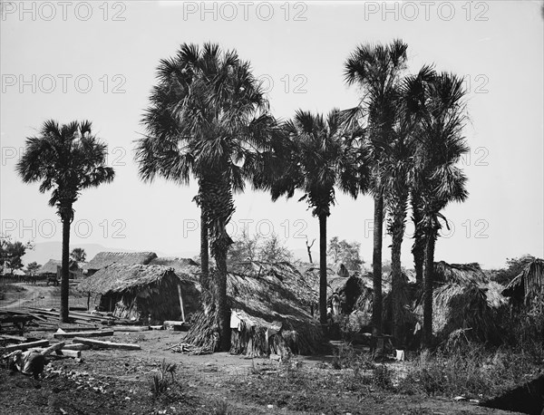 Palmettos at Rascon, between 1880 and 1897. Creator: William H. Jackson.