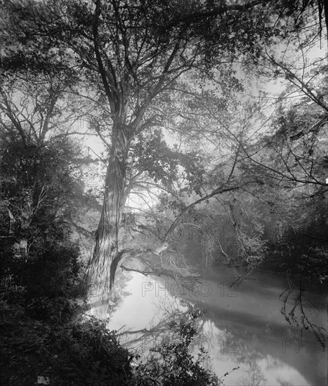 Cypress at Micos, between 1880 and 1897. Creator: William H. Jackson.