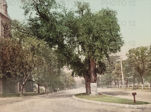 The Washington Elm, Cambridge, c1899. Creator: Unknown.
