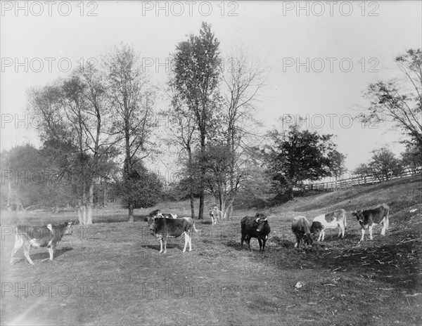 Cow pasture, Mt. Clemens, between 1880 and 1899. Creator: Unknown.