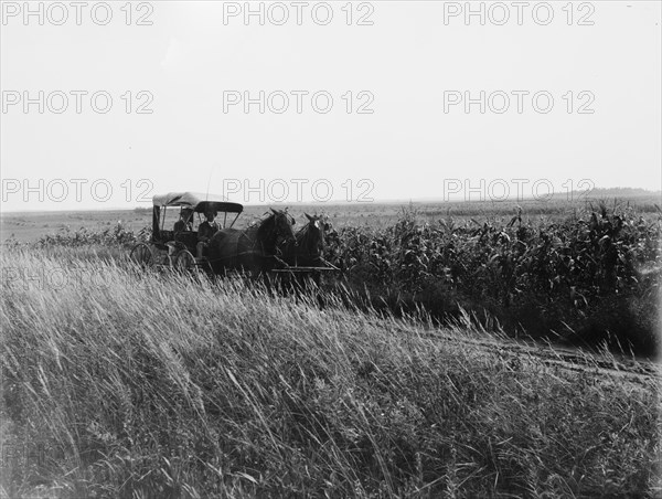 Tracey (i.e. Tracy), Minn., a country road, between 1880 and 1899. Creator: Unknown.