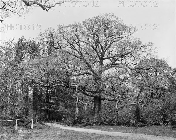 Oaks, Waverly, between 1900 and 1906. Creator: Unknown.