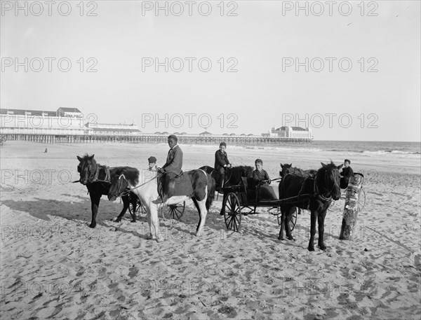 Ponies on the beach, Atlantic City, N.J., between 1900 and 1906. Creator: Unknown.